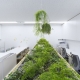 طراحی کلینیک دندانپزشکی با استفاده از گیاهان در ژاپن